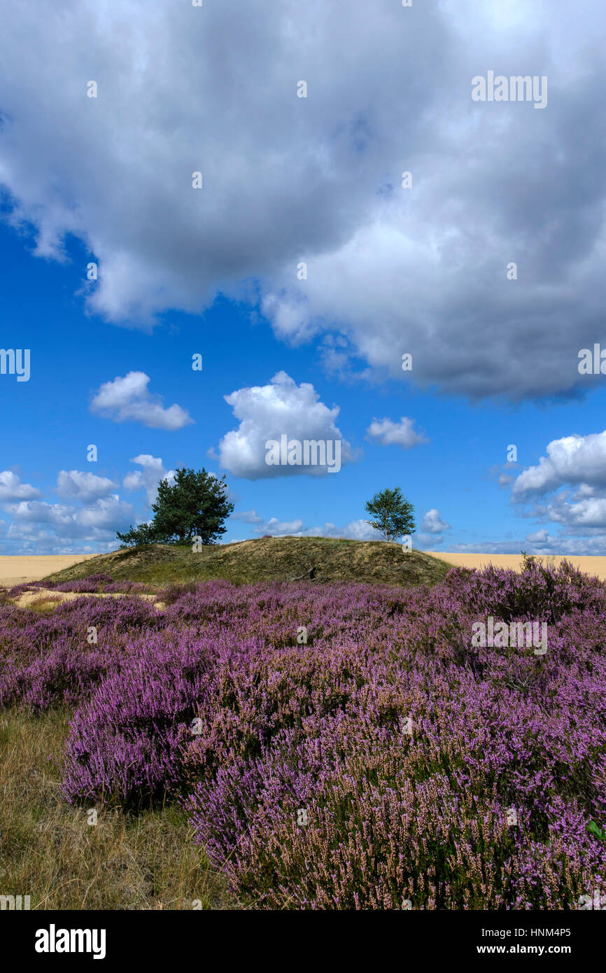 Moor scenery in the Dutch national park Hooge Veluve, moor in the national park Hooge Veluve, Heidelandschaft im hollaendischen Nationalpark Hooge Vel Stock Photo