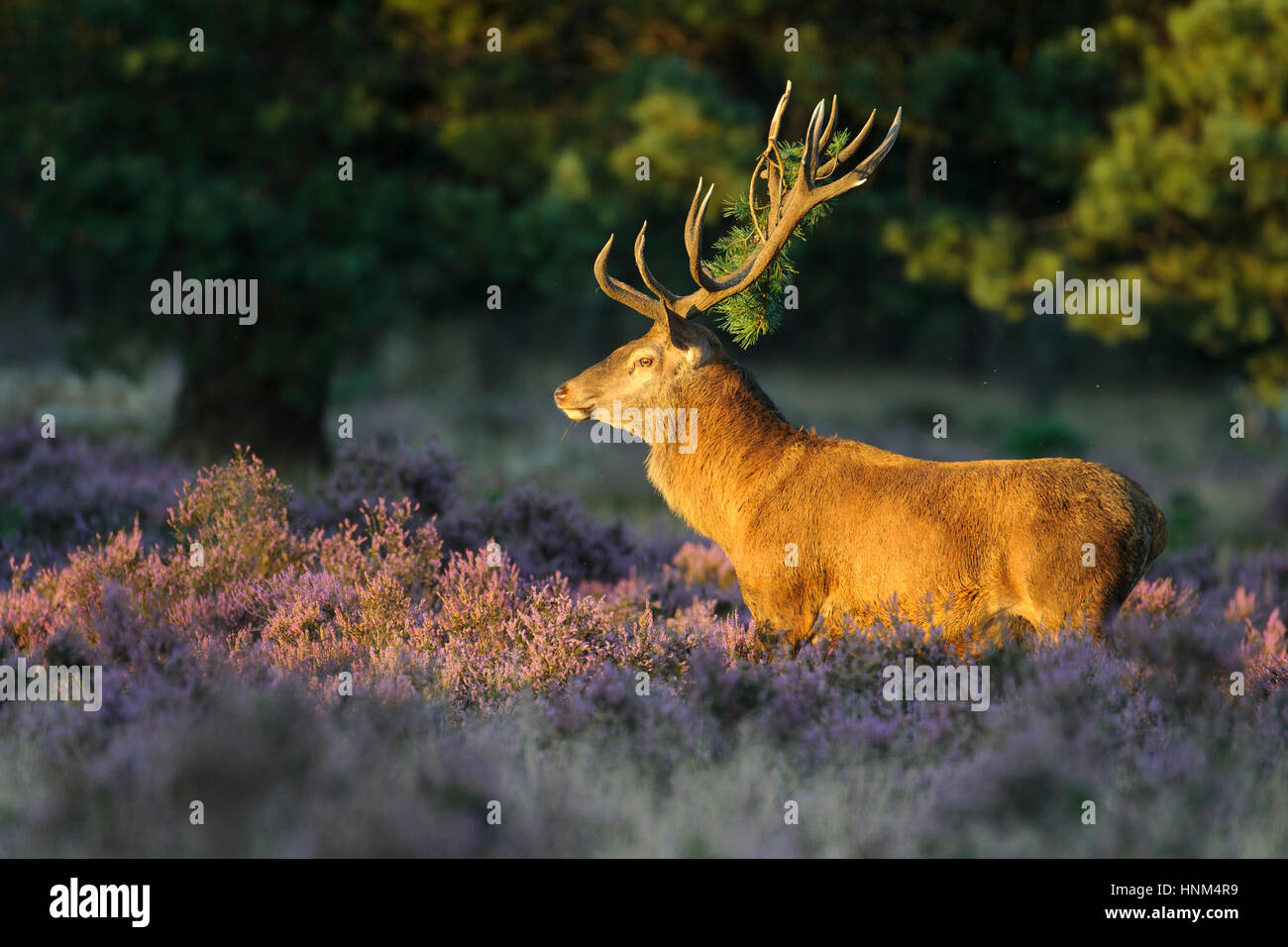 Red Deer, red deer, Rothirsch Stock Photo