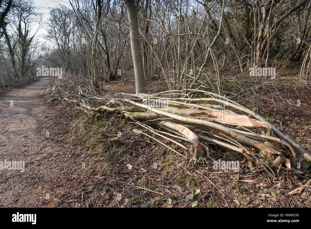 Hazel, Corylus avellana, hedge freshly layed in coppiced woodland, showing hedge laying technique and cut stems Stock Photo