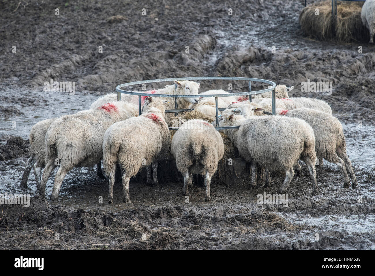 Bale Of Silage Stock Photos Bale Of Silage Stock Images Alamy
