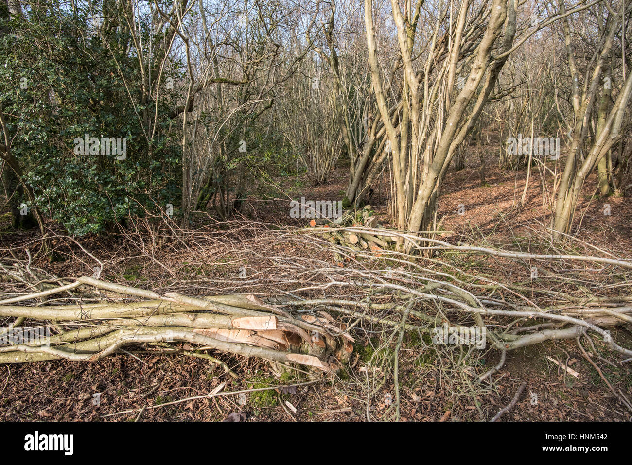Hazel, Corylus avellana, hedge freshly layed in coppiced woodland, showing hedge laying technique, near Aysgarth Falls, North Yorkshire Stock Photo