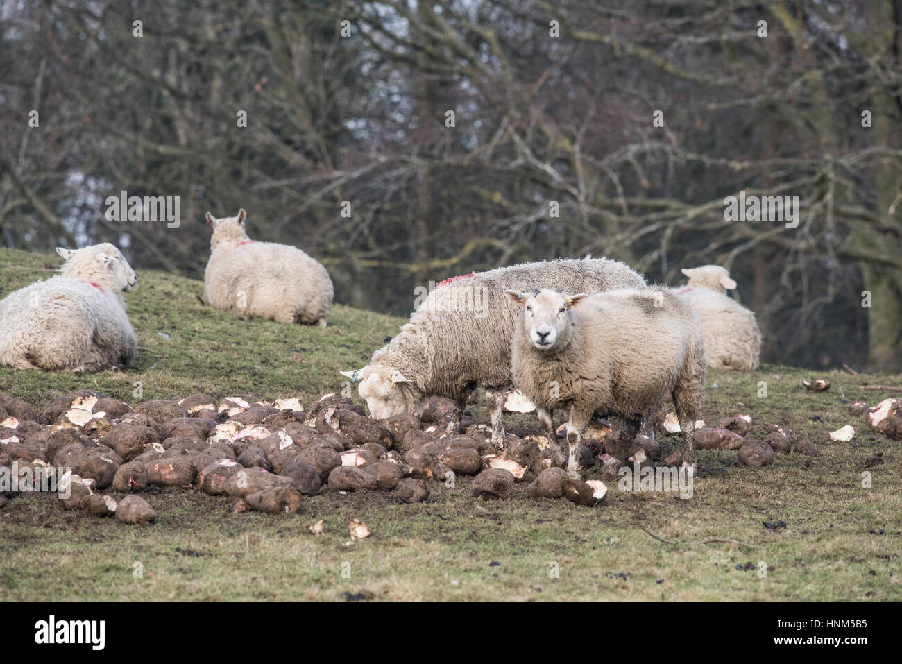 Sheep feeding on turnips hires stock photography and images Alamy