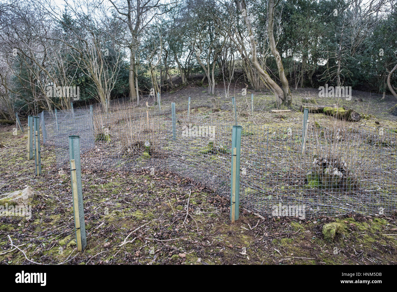 Coppiced woodland protected from deer by temporary metal fencing Stock Photo