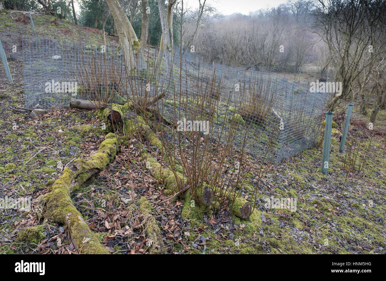 Coppiced woodland protected from deer by temporary wire mesh fencing Stock Photo