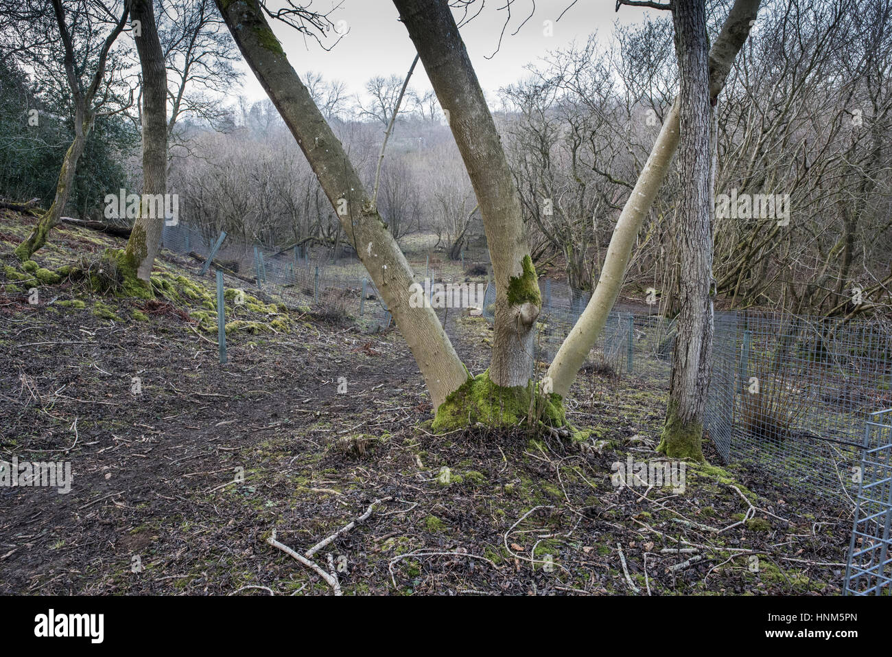 Coppiced woodland protected from deer by temporary fencing. Freeholders Wood, Aysgarth, Wensleydale Stock Photo