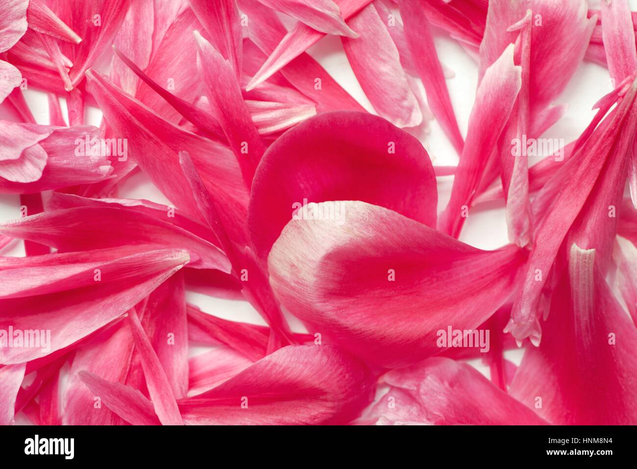 Scattered pink peony petals on white background. Top view Stock Photo
