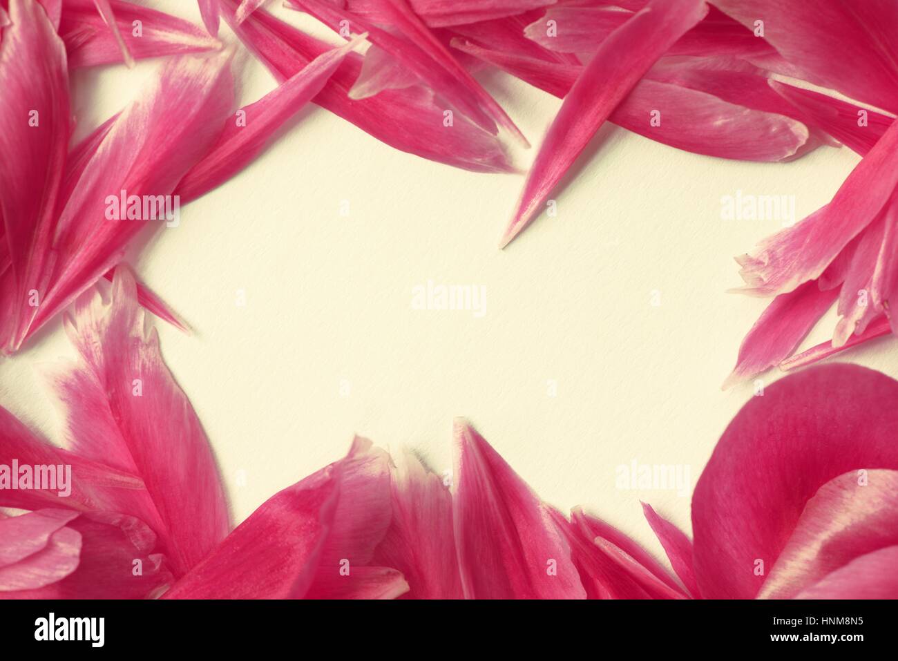 Floral border of pink peony petals with white space for text. Flat lay top view Stock Photo
