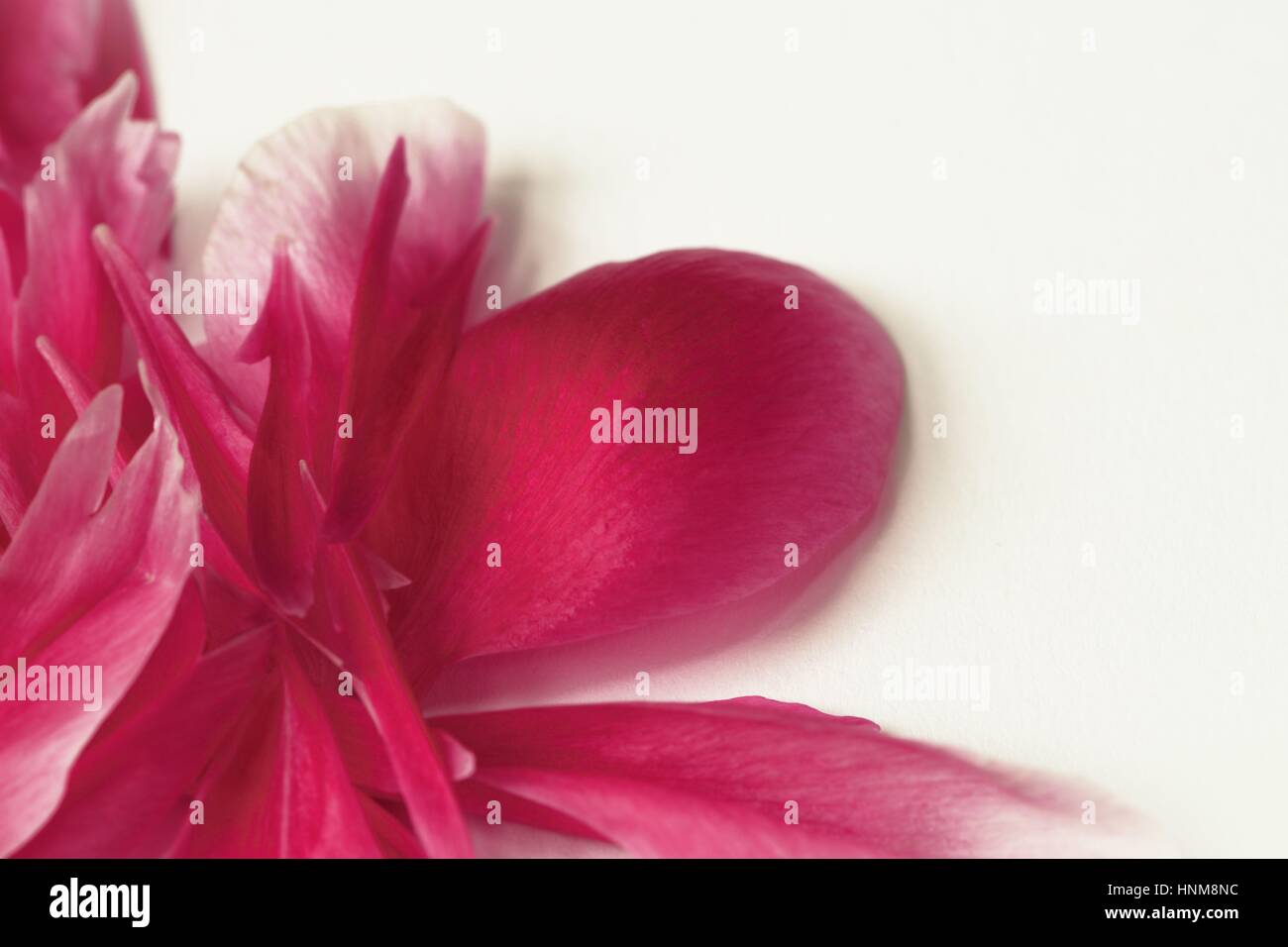 Diagonal pink peony pattern with white space for text. Flat lay top view Stock Photo