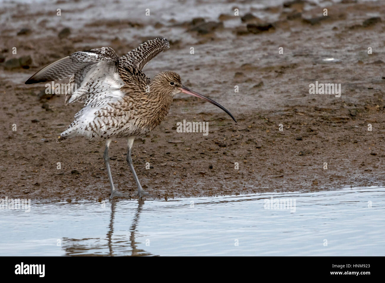 Curlew on mud flats Stock Photo