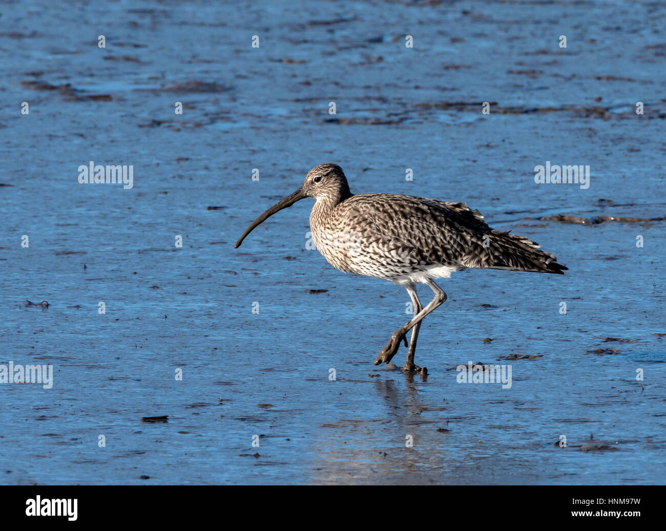 Curlew walking on mud flats Stock Photo