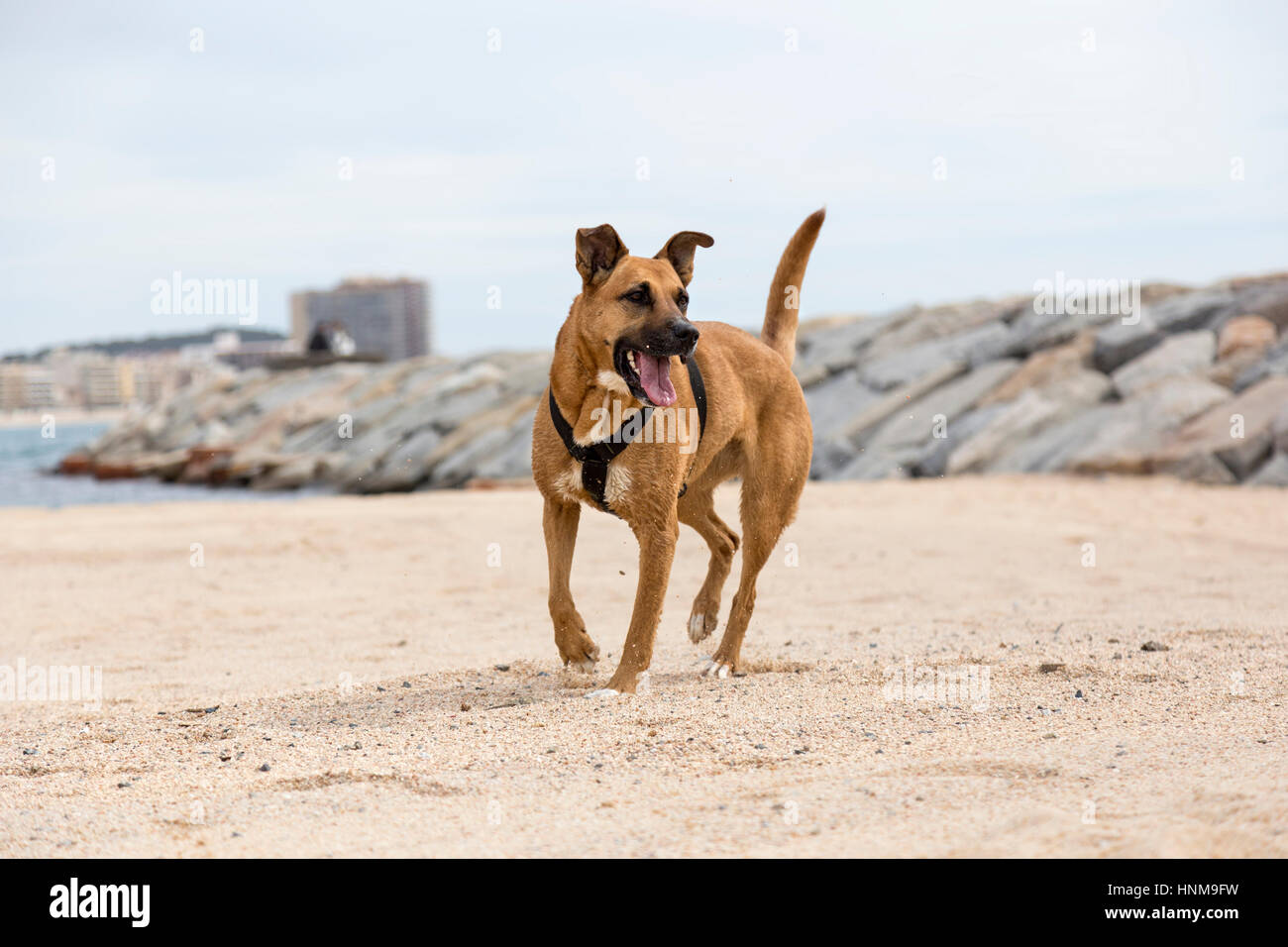 Brown dog near the water Stock Photo Alamy