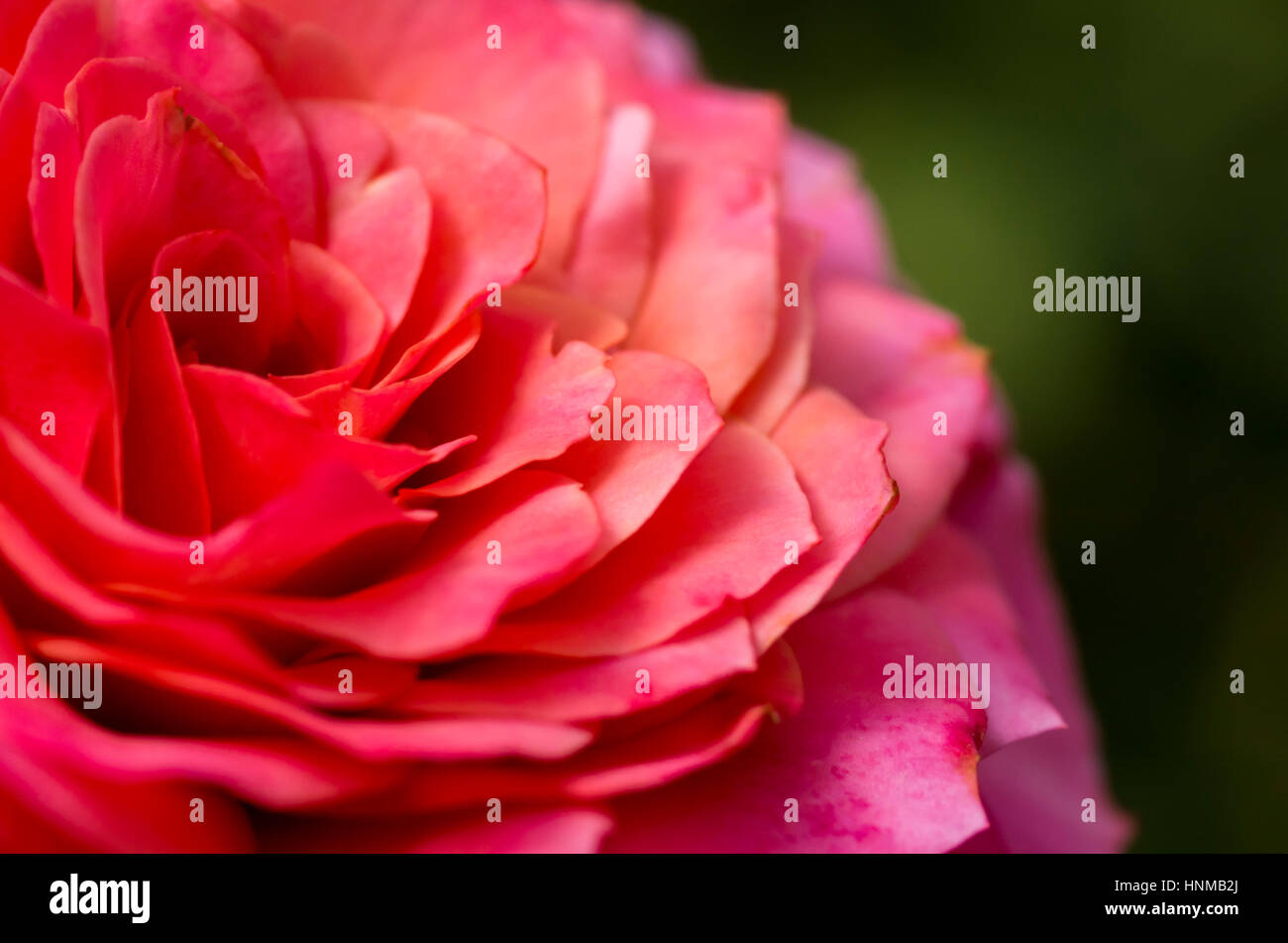 Petals of pink dahlia flower Stock Photo - Alamy