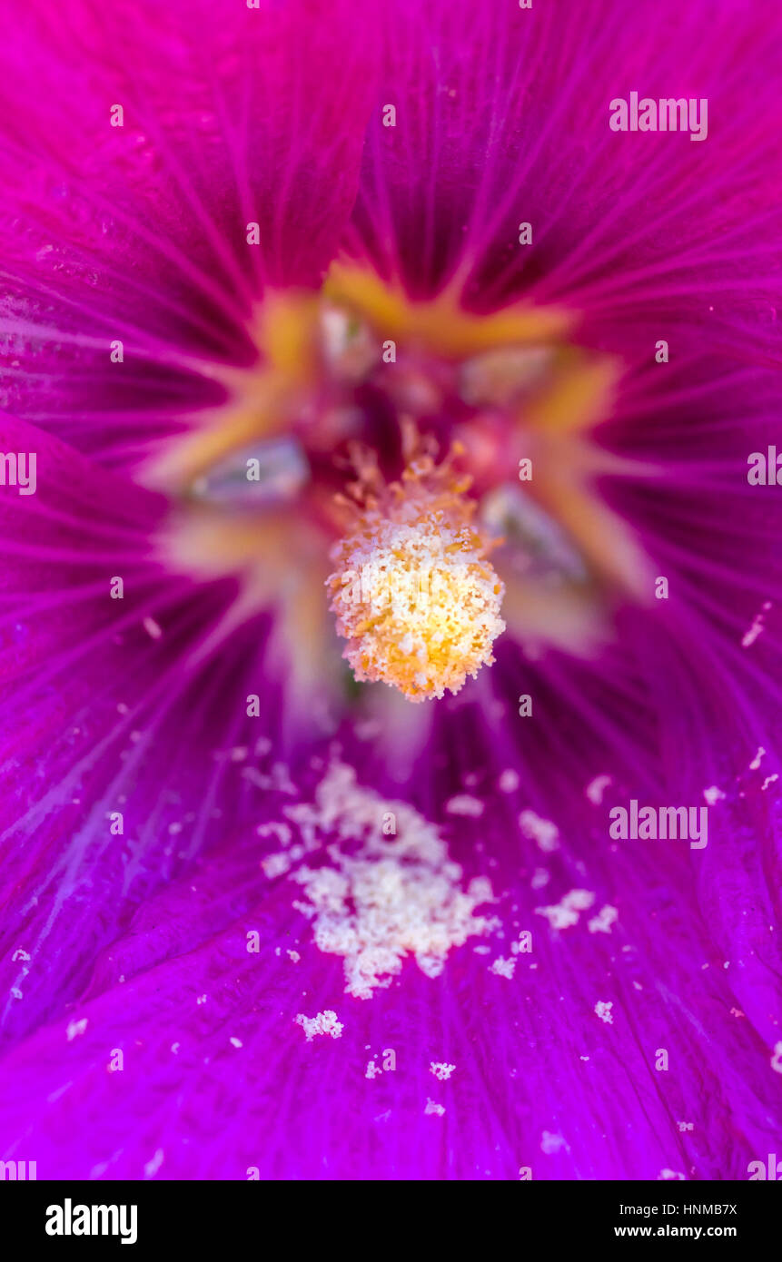Pollen of purple hibiscus flower fallen on its petal. Stock Photo