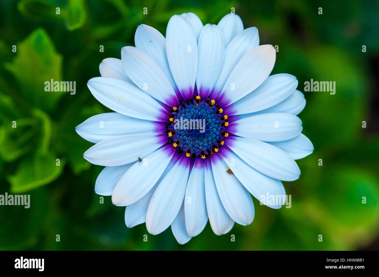 Colorful daisy flower in the garden. Stock Photo