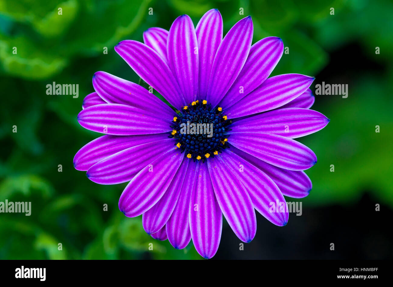 Colorful daisy flower in the garden. Stock Photo
