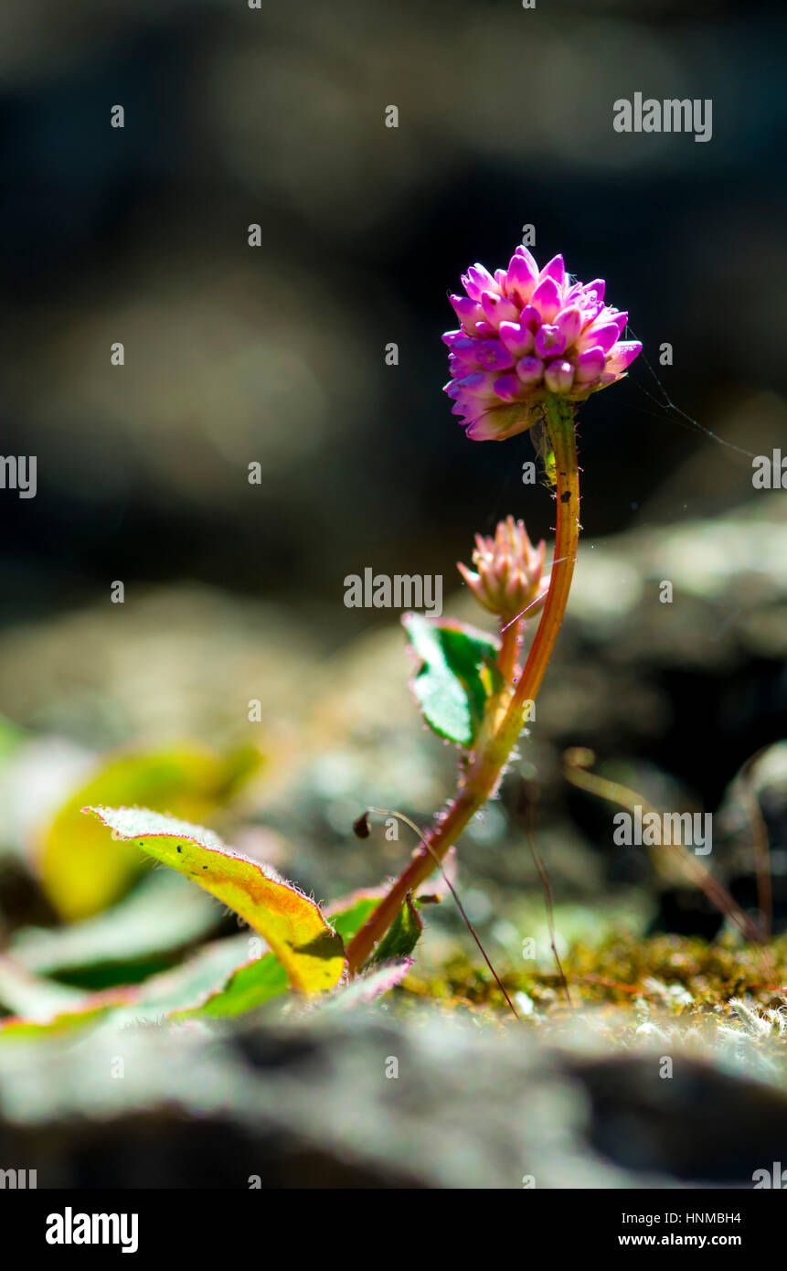 Small pink flower on the rock Stock Photo - Alamy