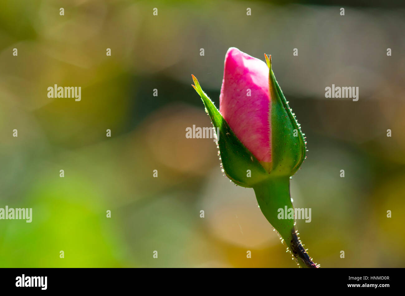 Bud of pink rose flower in sunlight Stock Photo Alamy