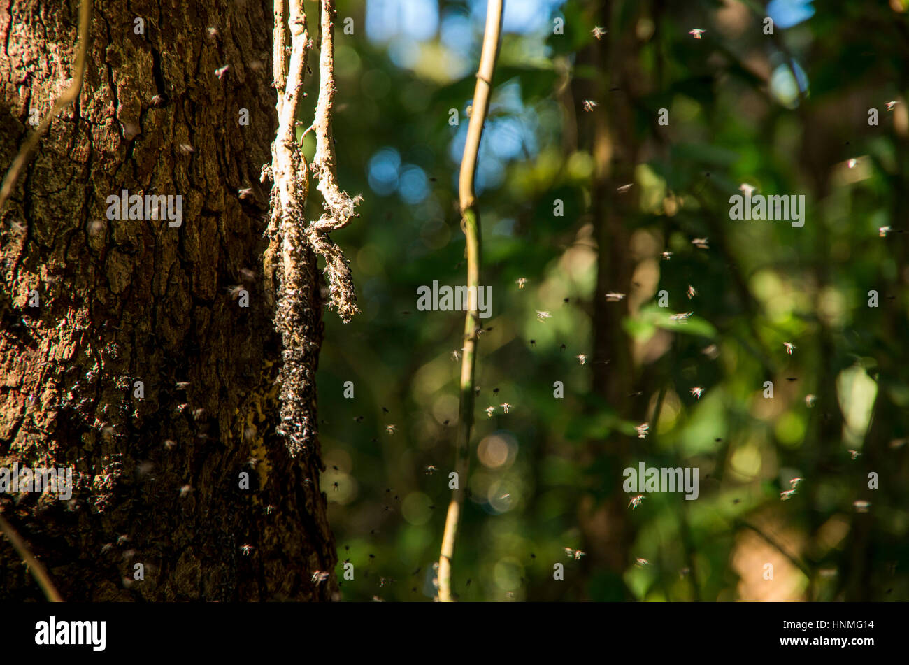 Insects buzzing around fruit of tree in tropical forest. Stock Photo
