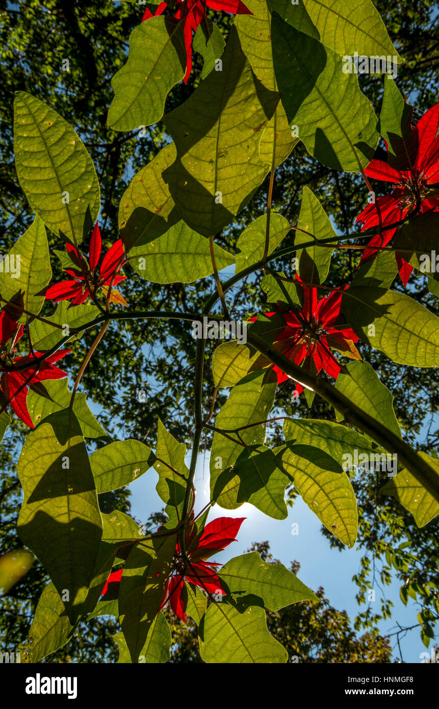 Tree branch wallpaper hi-res stock photography and images - Alamy