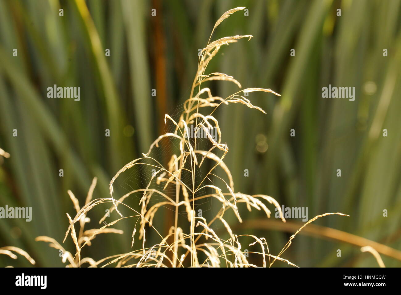 Cobweb in Autumn grass Stock Photo