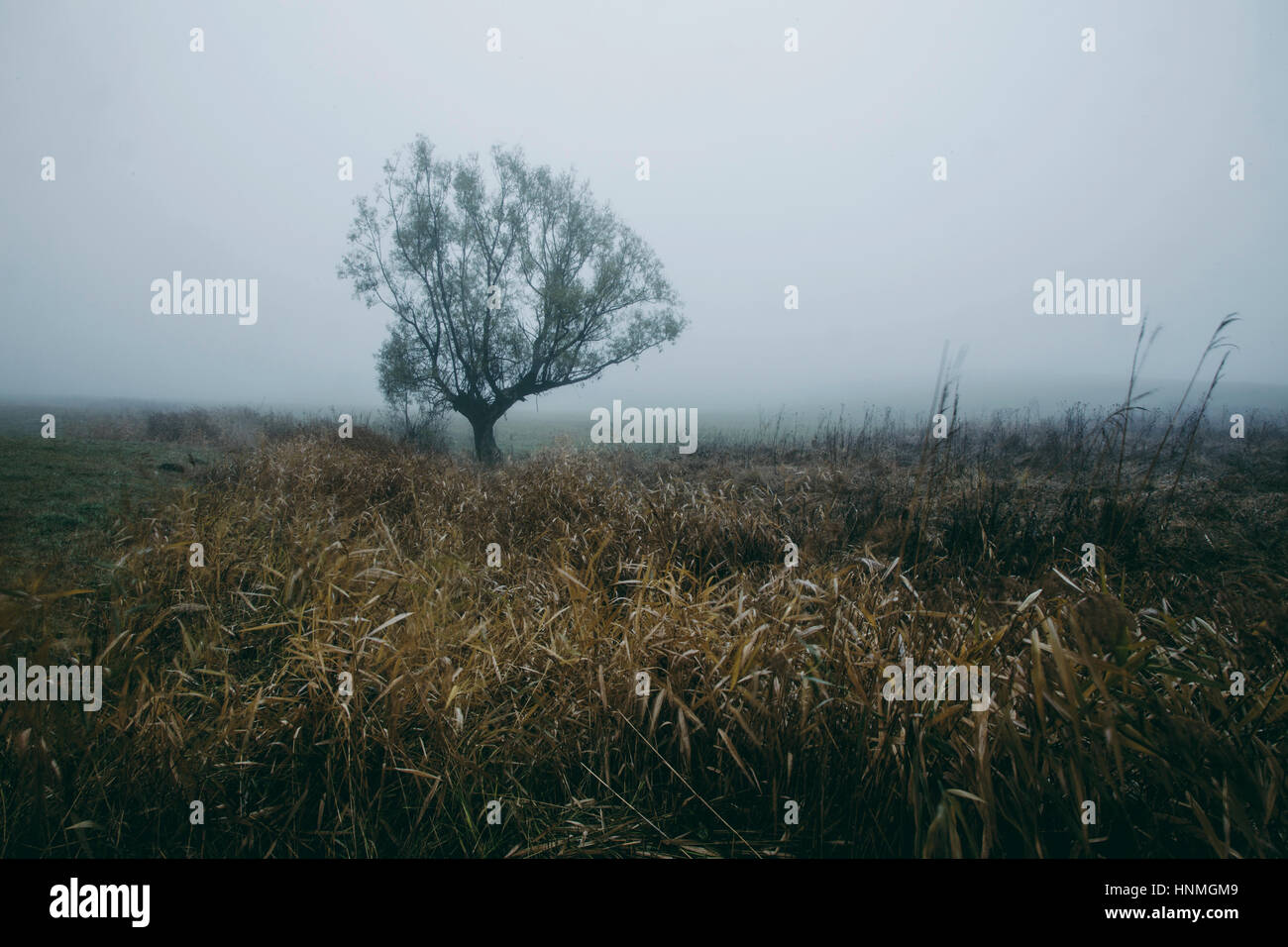 Foggy field and lonely tree in the yellow grass Stock Photo - Alamy