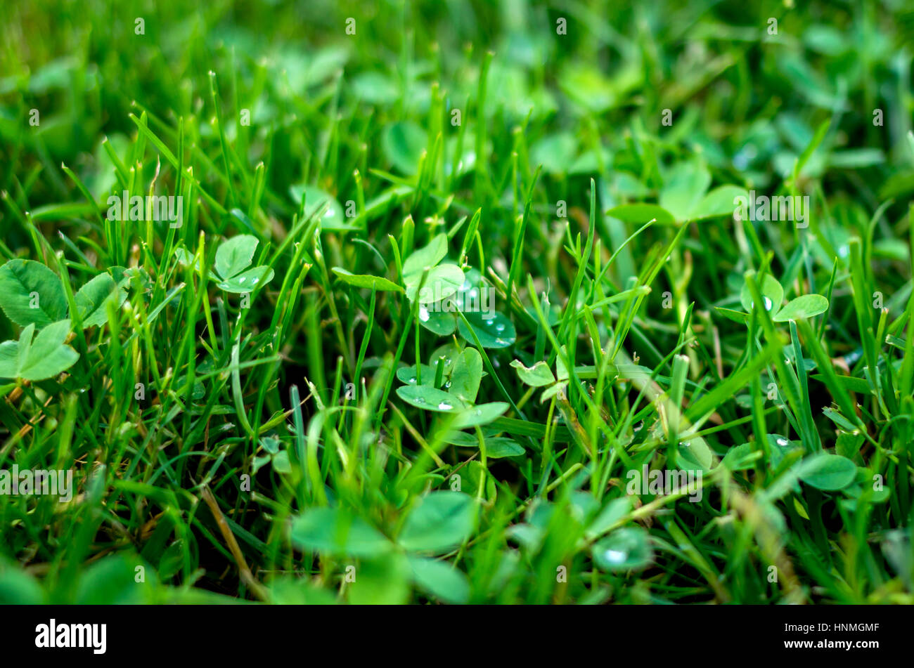 Dew on clovers and grass in the morning Stock Photo Alamy