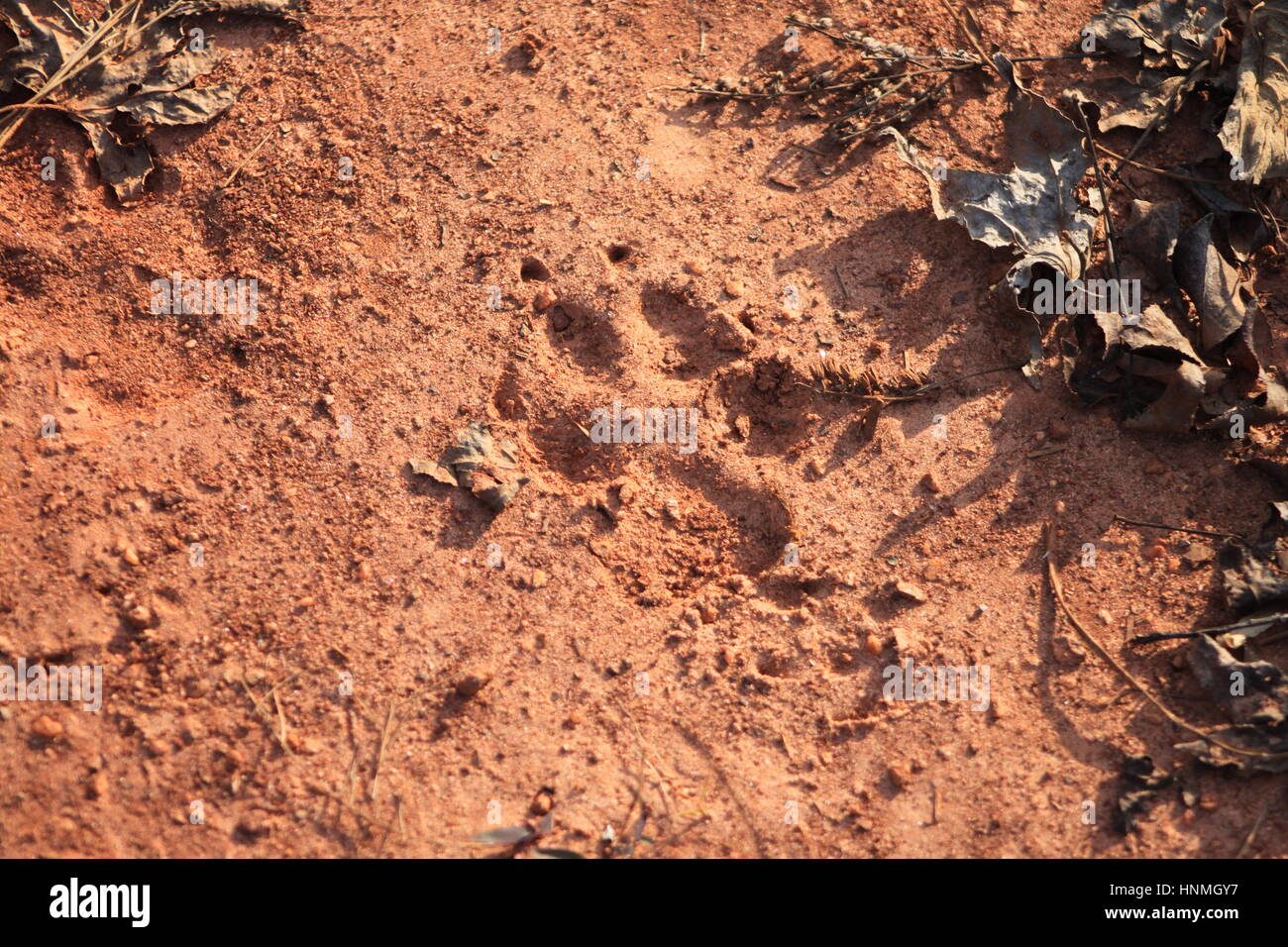 Large dog footprint in the dirt Stock Photo