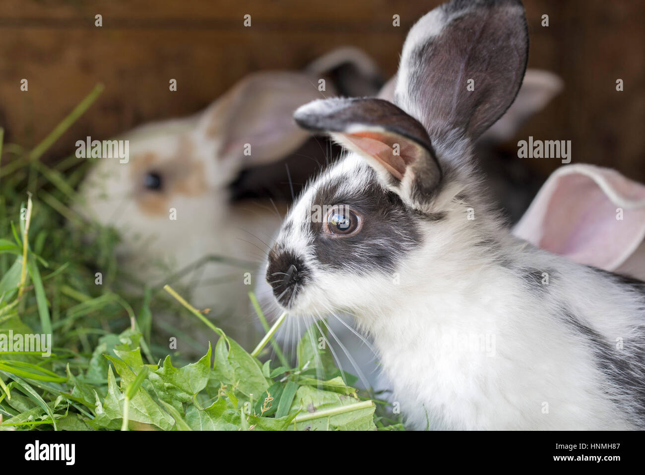 Variegated rabbits in a hutch, eating grass Stock Photo Alamy