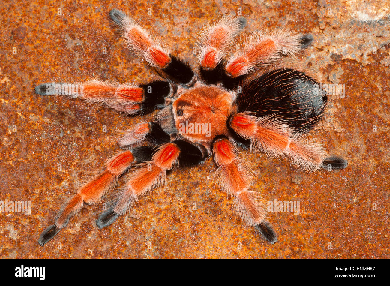Mexican Fire leg tarantula (Brachypelma boehmei) Male on rusty tin Stock Photo