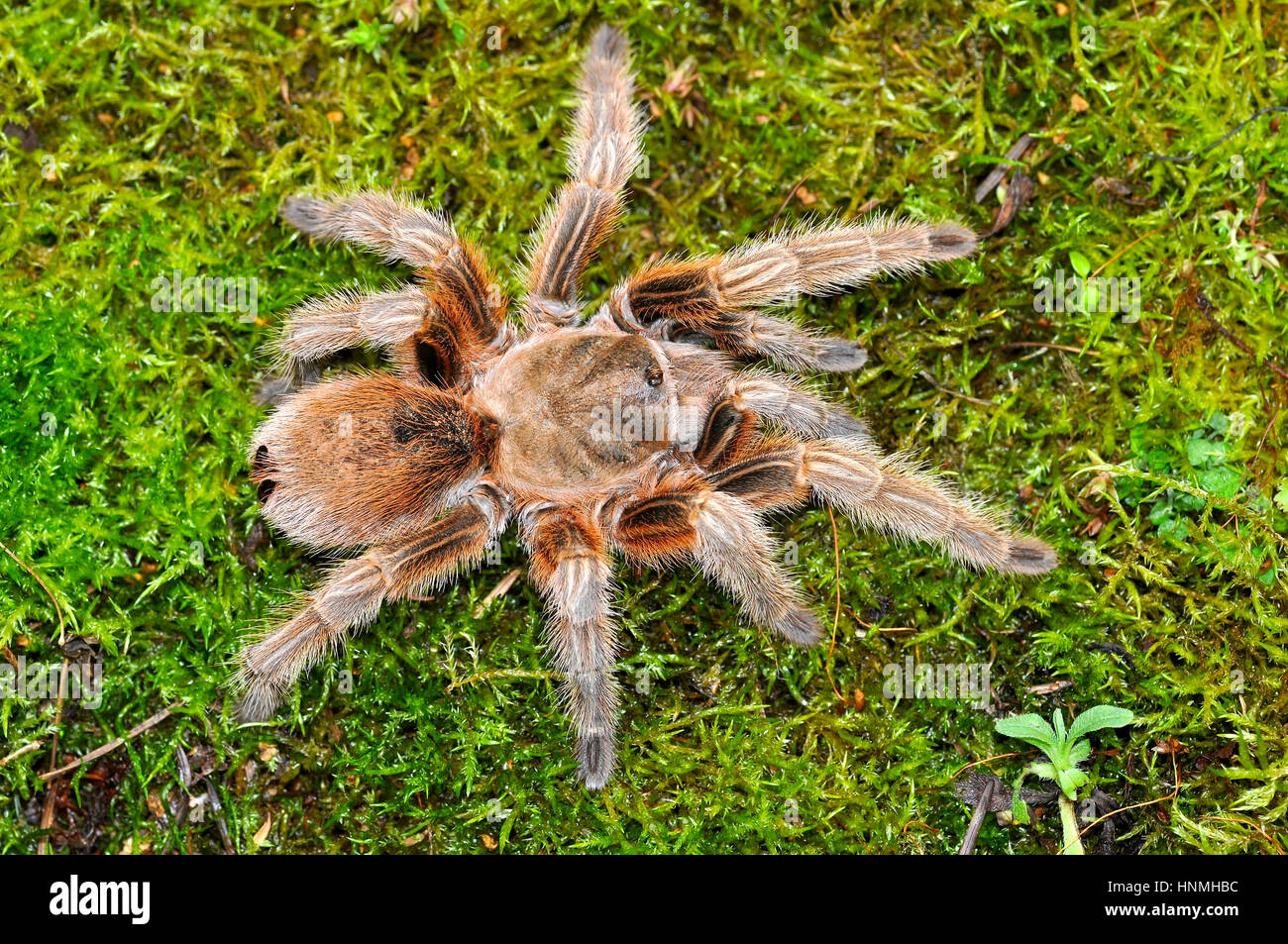 Chilean rose tarantula silk hi-res stock photography and images - Alamy