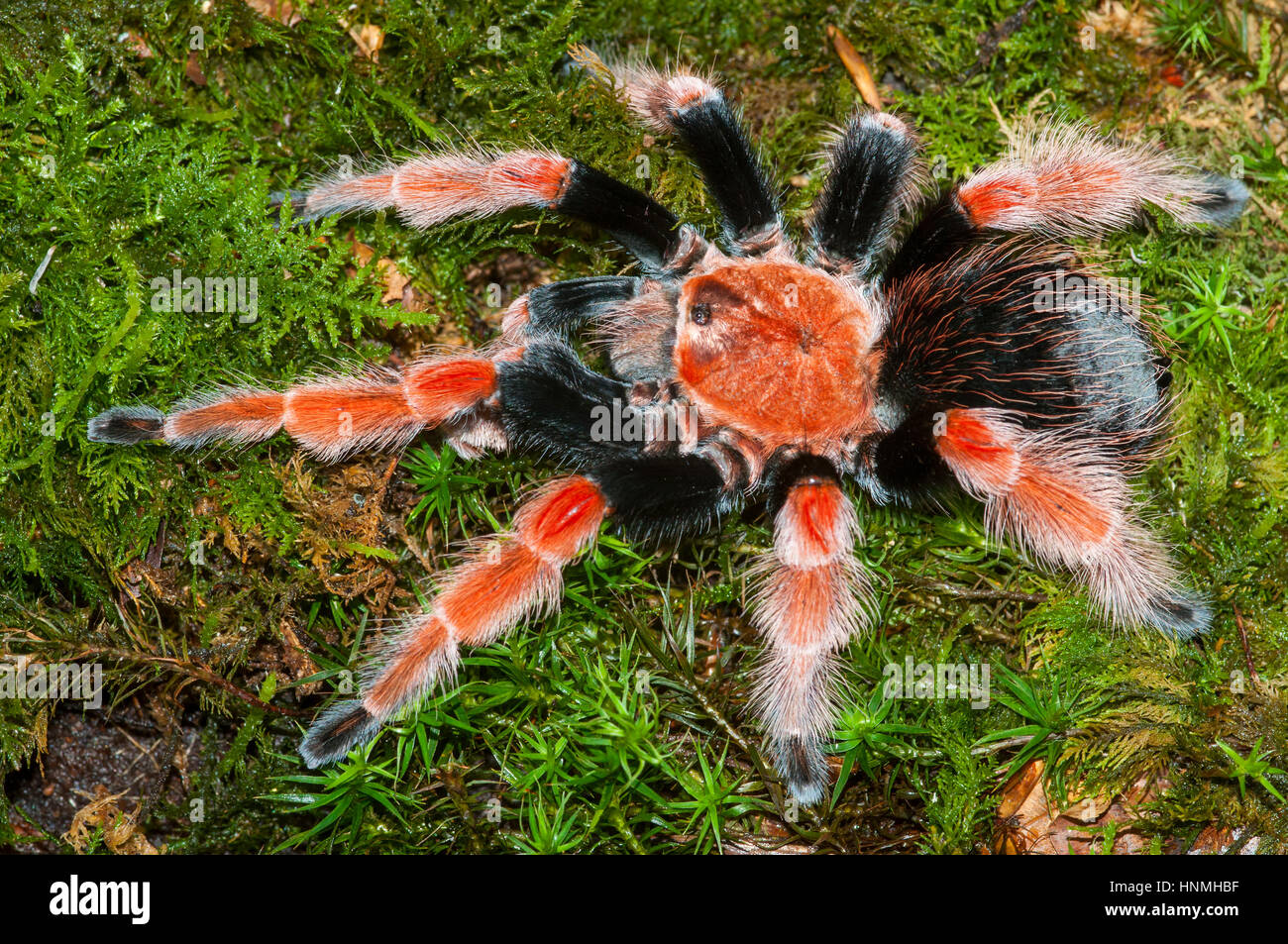 Mexican Fire leg tarantula (Brachypelma boehmei) Male Stock Photo