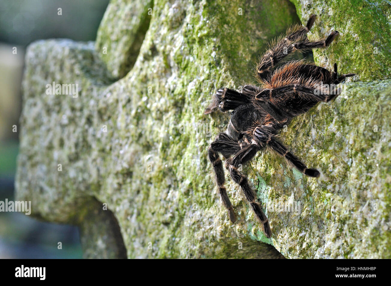 Brazilian Salmon - Pink Bird Eating Spider (Lasiodora Parahybana) resting on a headstone Stock Photo