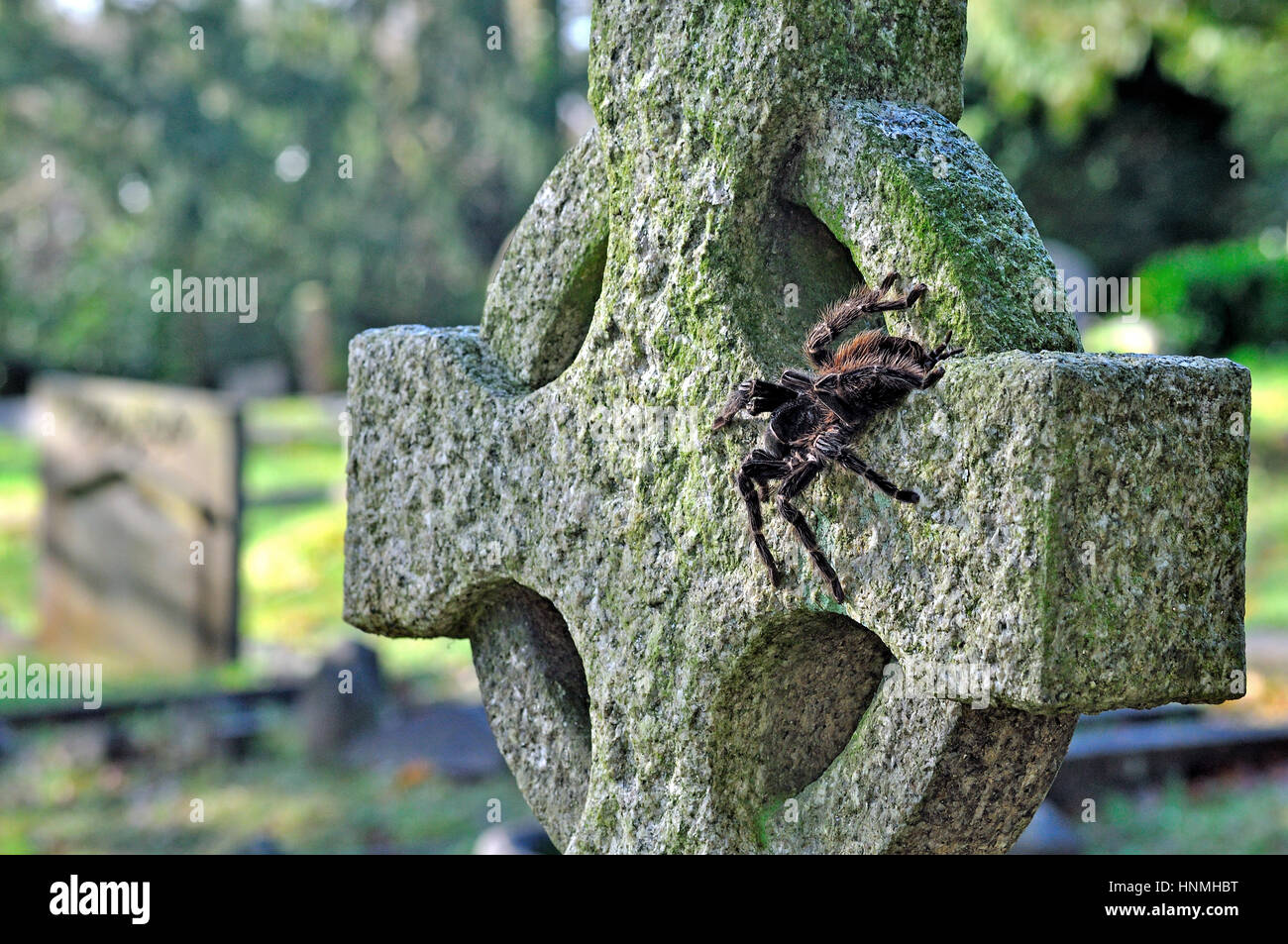 Brazilian Salmon - Pink Bird Eating Spider (Lasiodora Parahybana) resting on a headstone Stock Photo