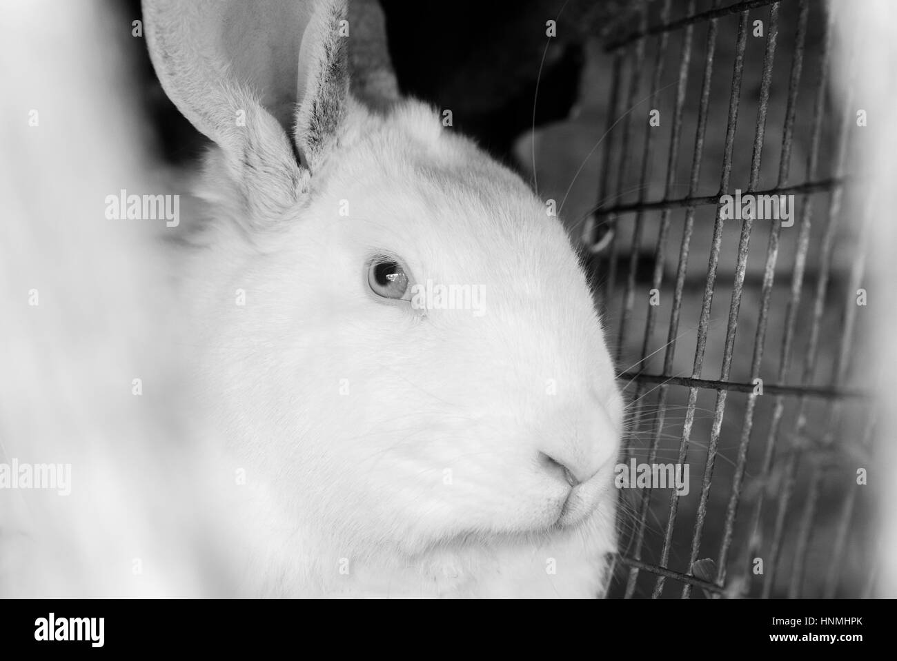 Portrait of the white rabbit in a hutch Stock Photo