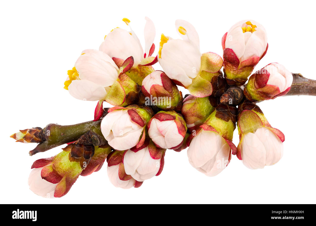 Spring blossoms - Apple tree flowers isolated on white Stock Photo