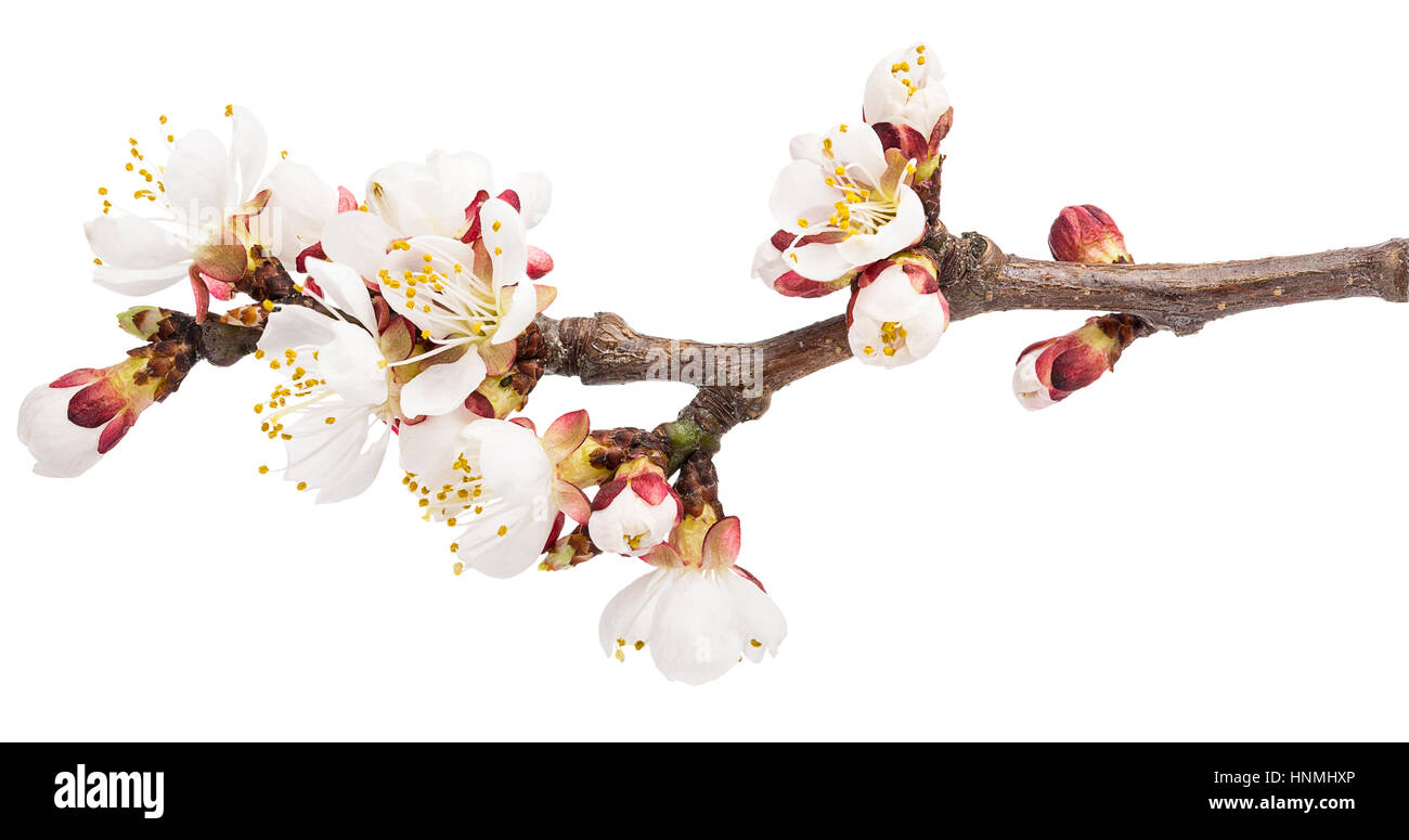 Spring blossoms - Apple tree flowers isolated on white Stock Photo
