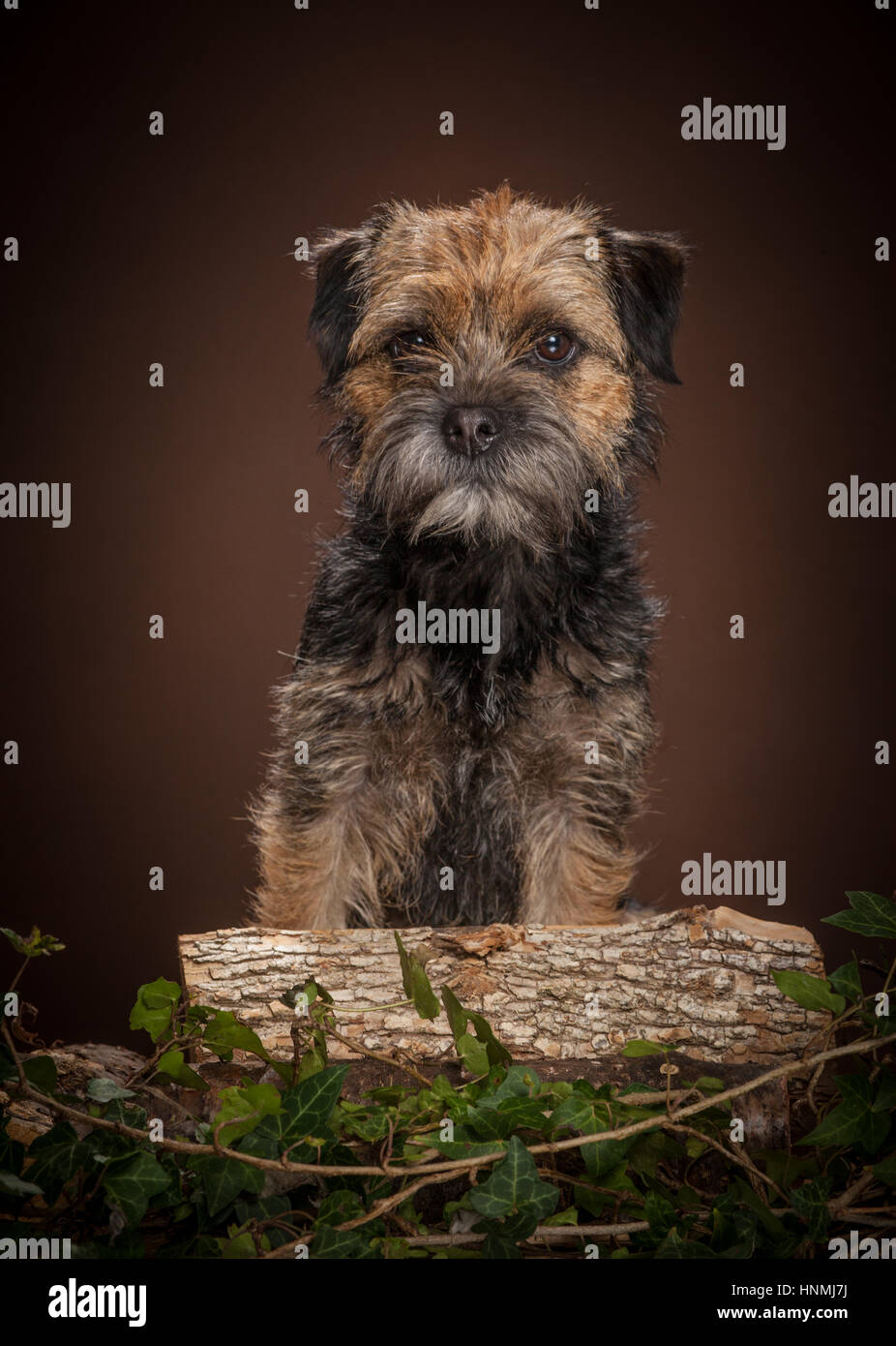 studio portraits of Border terriers Stock Photo Alamy