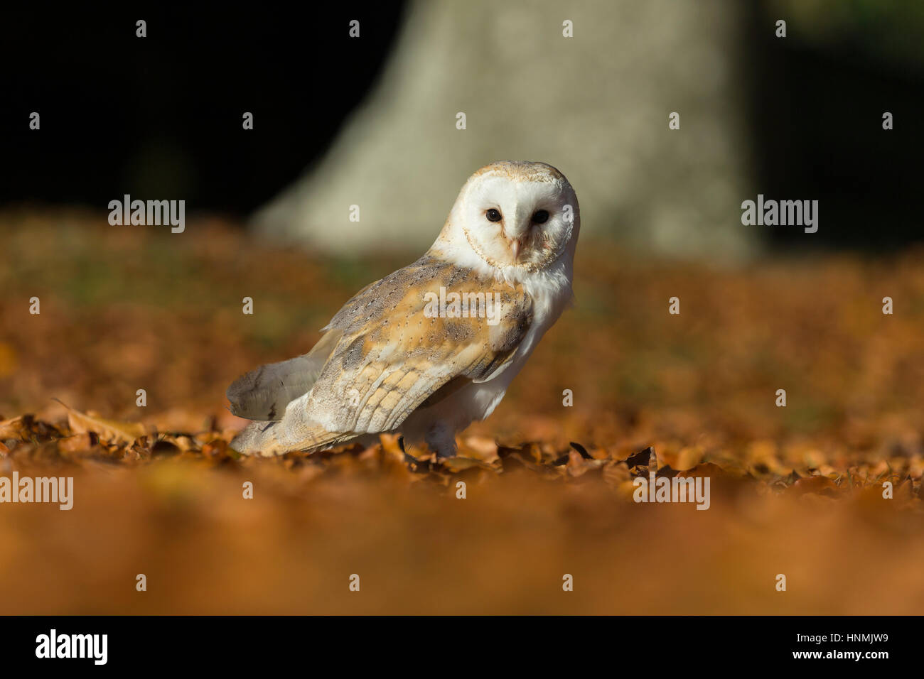 Barn owl Tyto alba (captive), adult female, resting amongst beech leaves, Hawk Conservancy Trust, Hampshire, UK in November. Stock Photo