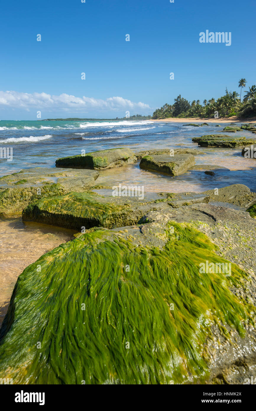 SEAWEED ON EXPOSED ROCKS PLAYA PINONES BEACH LOIZA PUERTO RICO Stock