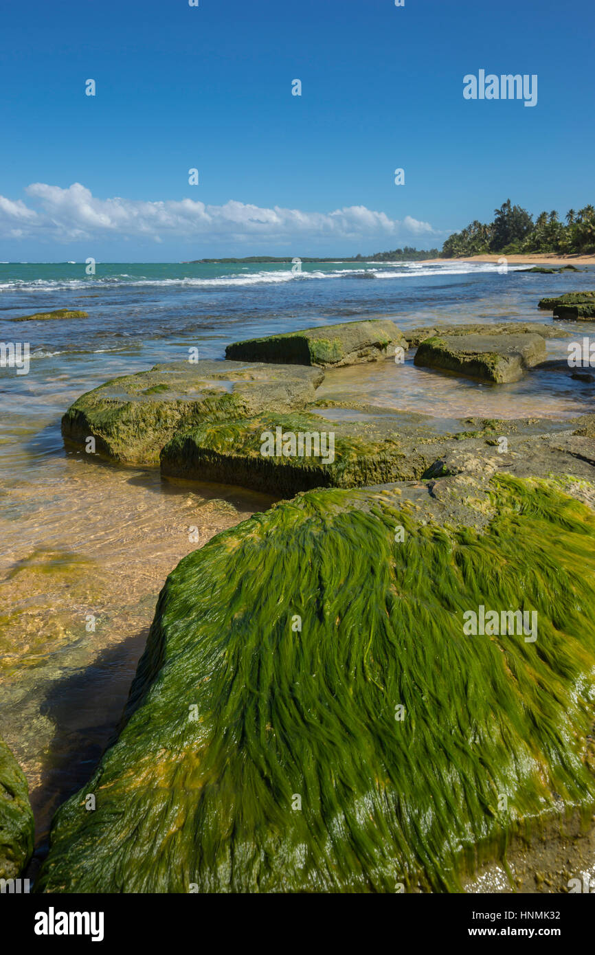 SEAWEED ON EXPOSED ROCKS PLAYA PINONES BEACH LOIZA PUERTO RICO Stock