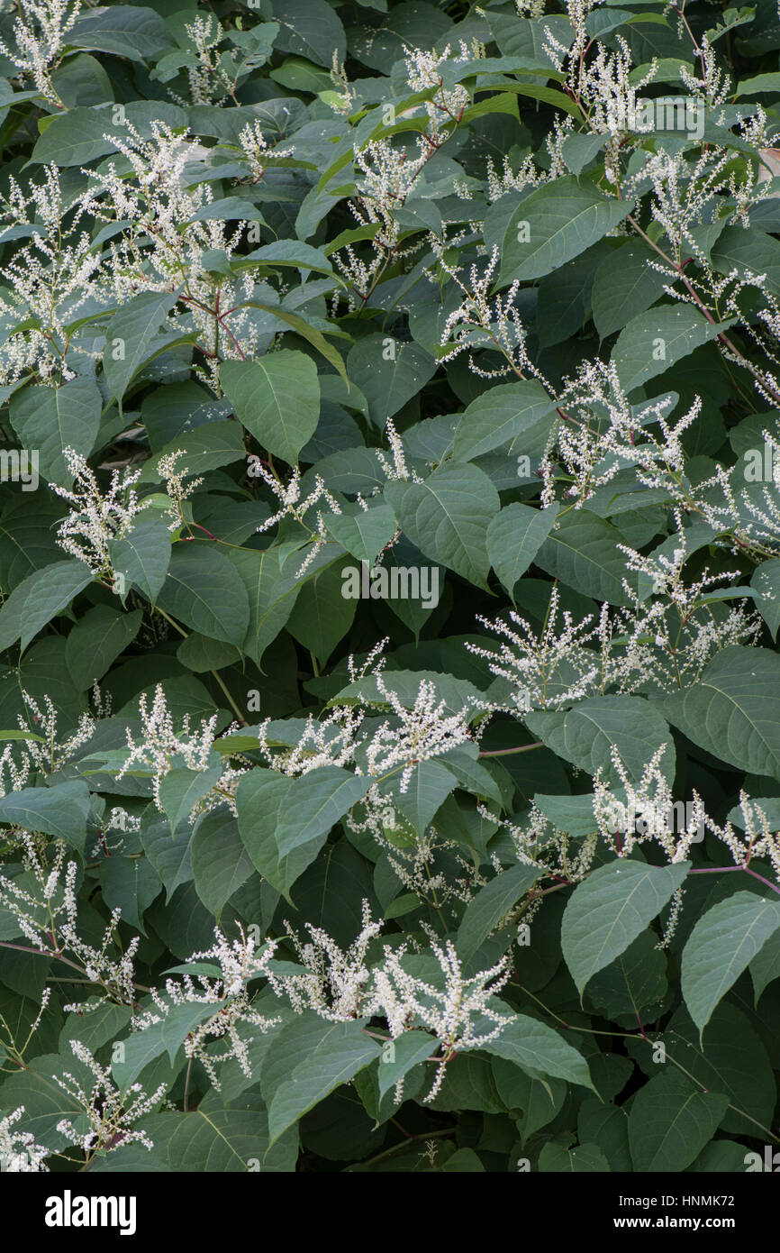 Japanese Knotweed: Fallopia japonica Stock Photo - Alamy