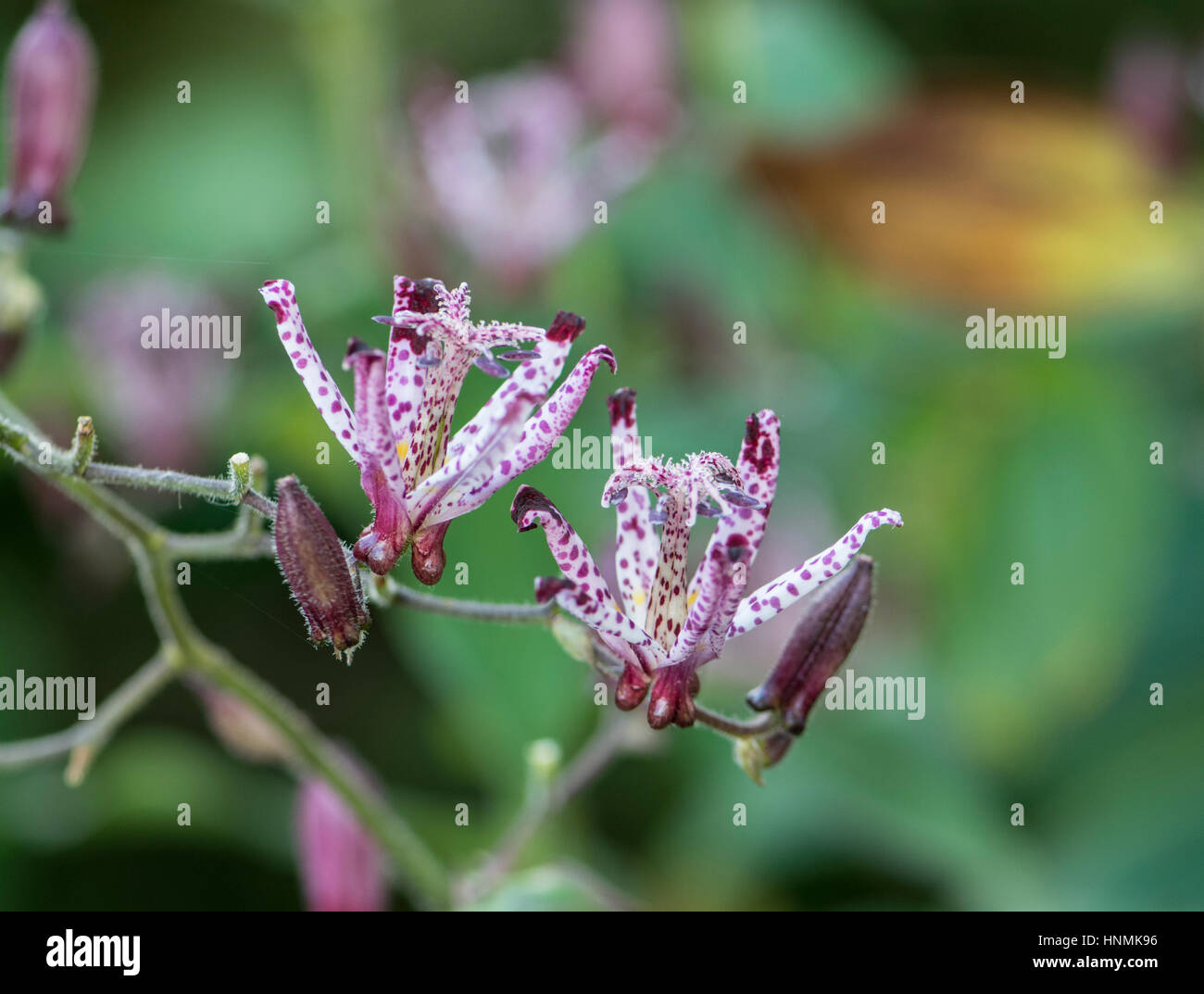 Toad Lily: Tricyrtis hirta 'Taiwan Atrianne' Stock Photo