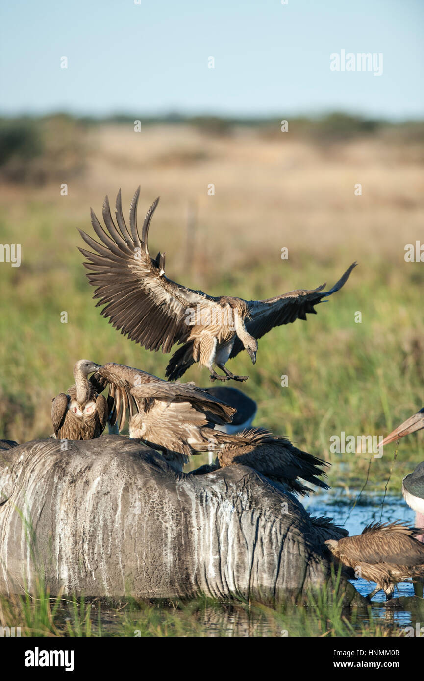 White backed vulture on dead elephant in Botswana, Chobe national Park ...