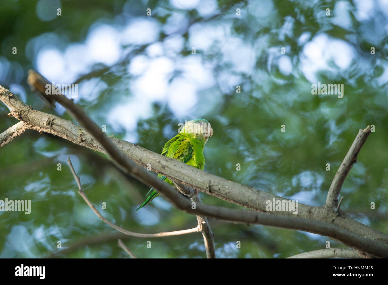 Grey-cheeked parakeet Brotogeris pyrrhopterus, adult, perched in forest canopy, Cerro Blanco Reserve, Guayaquil, Ecuador in April. Stock Photo