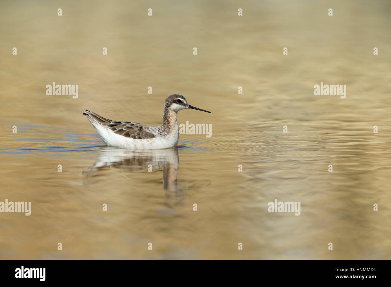 Wilson's phalarope Phalaropus tricolor, individual on migration