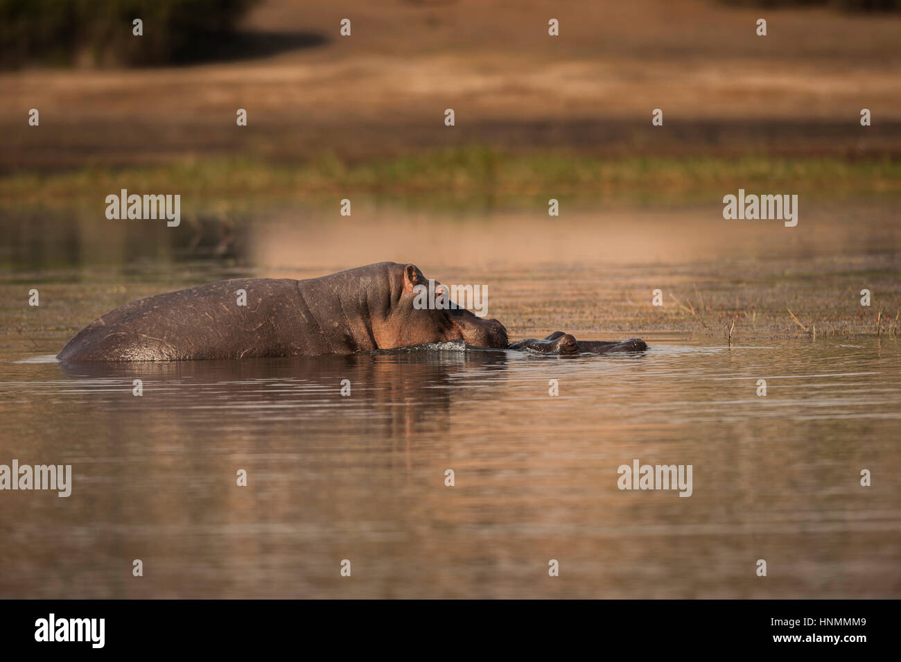 Left to right) Romance is in the air, as watering hole lothario Moto Moto  (will.i.am) woos Gloria the Hippo (JADA PINKETT SMITH) in DreamWorks'  “Madagascar: Escape 2 Africa.” Madagascar: Escape 2 Africa (