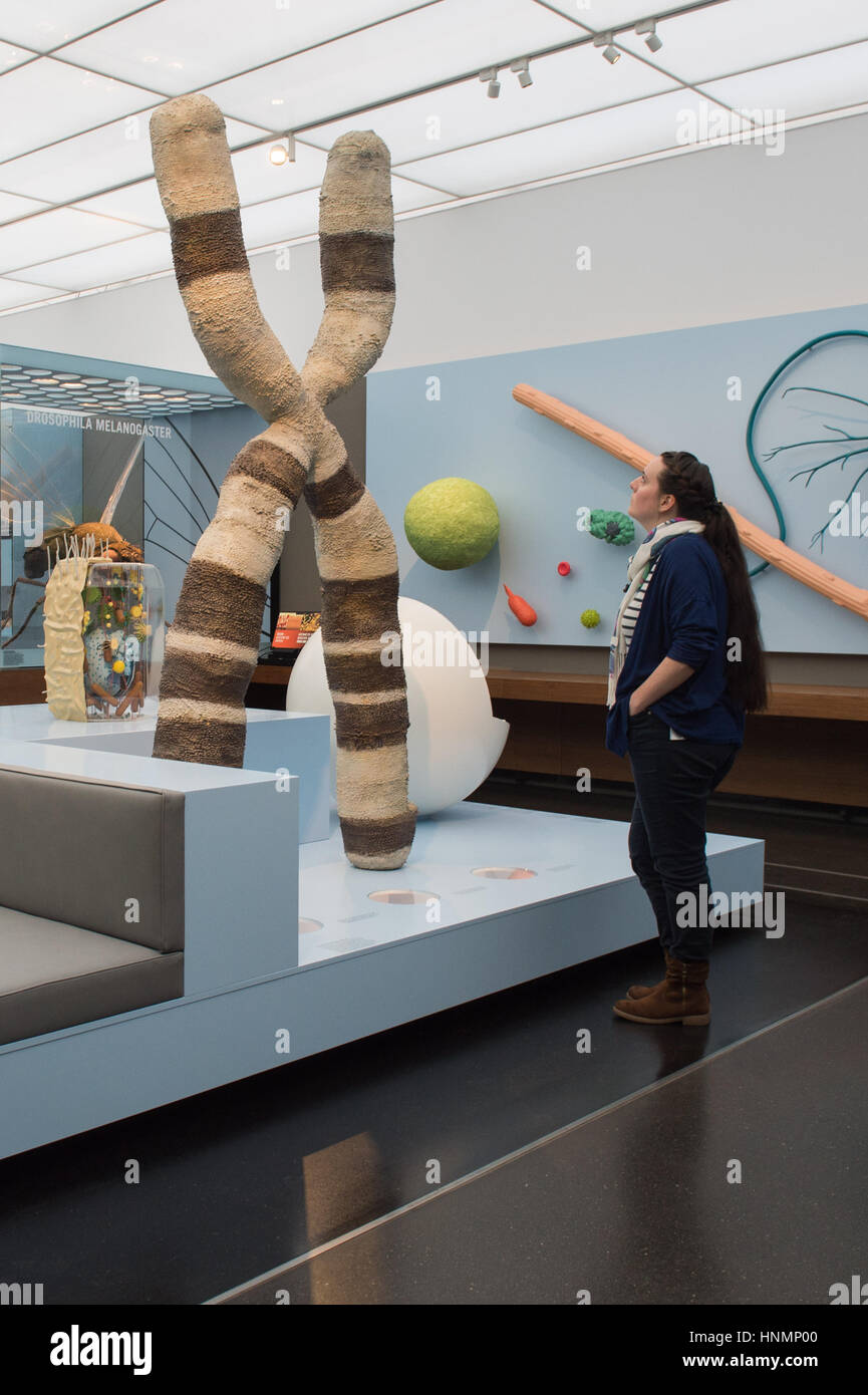 Gabriel Manke, employee at the German Hygiene Museum, looks at 300,000x enlarged model of a chromosome in the newly conceived theme room 'Living and Dying' in the permanent exhibition 'Human Adventure' in Dresden, Germany, 14 February 2017. The completely new concept responds to the fact that perspective on the beginning and end of life has changed drastically in the last years. Historical and current objects from the German Hygiene Museum's collection as well as numerous media stations provide information to visitors. Photo: Arno Burgi/dpa-Zentralbild/dpa Stock Photo