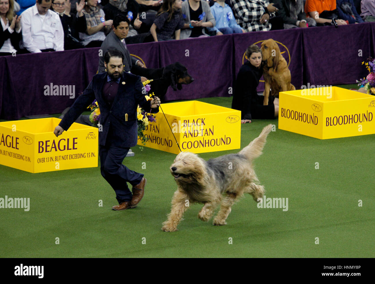 New York, United States. 13th Feb, 2017. 'Patron' an Otterhound competing in the Hound Division at the 141st Annual Westminster Dog Show at Madison Square Garden in New York City on February 13th, 2017. Credit: Adam Stoltman/Alamy Live News Stock Photo