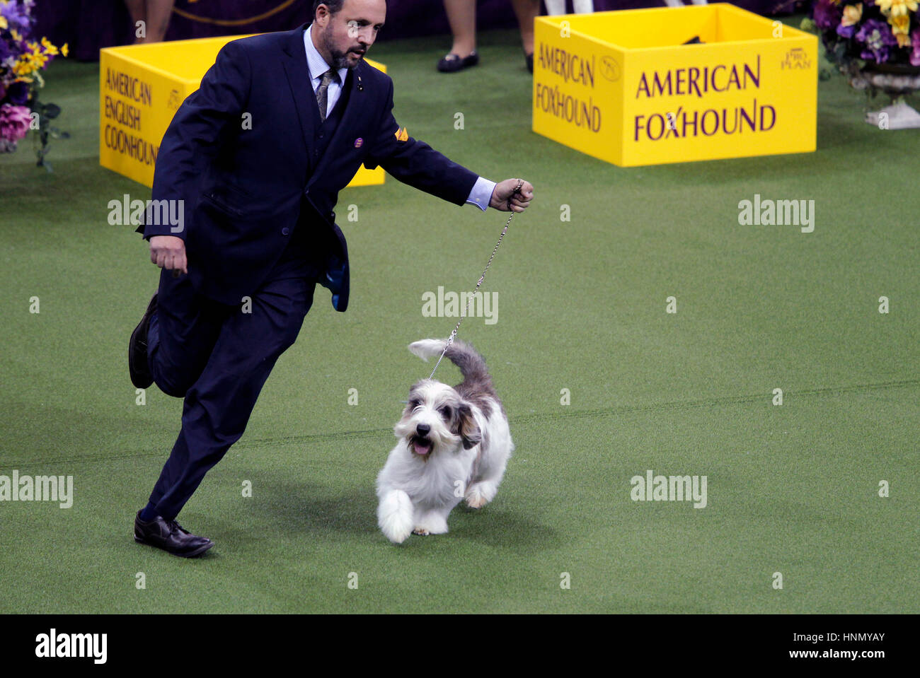 New York, United States. 13th Feb, 2017. 'Iceage' a Petite Basset Griffon Vendeen competing in the Hound Division at the 141st Annual Westminster Dog Show at Madison Square Garden in New York City on February 13th, 2017. Credit: Adam Stoltman/Alamy Live News Stock Photo