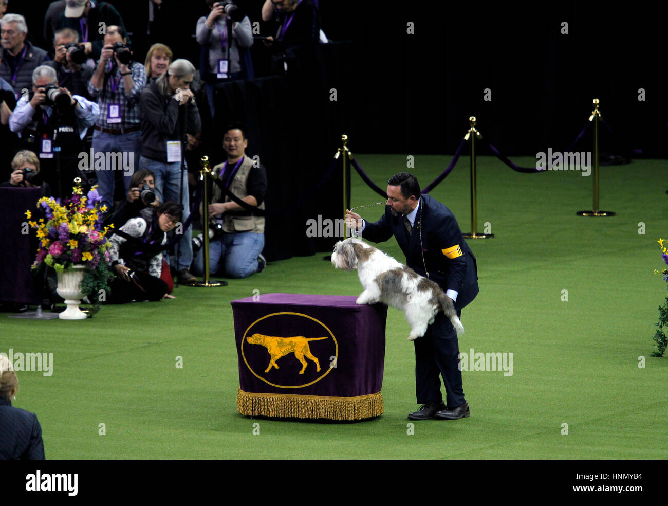 New York, United States. 13th Feb, 2017. 'Iceage' a Petite Basset Griffon Vendeen getting a lift onto the table while competing in the Hound Division at the 141st Annual Westminster Dog Show at Madison Square Garden in New York City on February 13th, 2017. Credit: Adam Stoltman/Alamy Live News Stock Photo